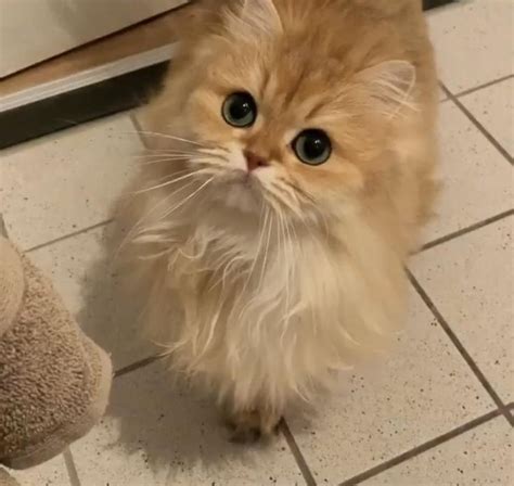 A munchkin cat price from reputable breeders starts at $600 and could go all the way up to $2,500. 11 Munchkin Ragamuffin Pictures in 2020 | Munchkin cat ...