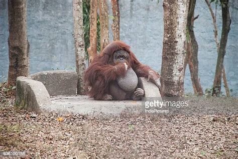 Nandankanan Photos And Premium High Res Pictures Getty Images