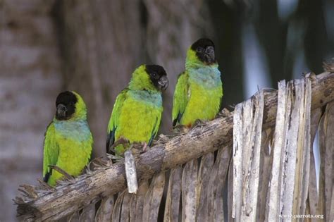 Parrot Encyclopedia Nanday Conure World Parrot Trust