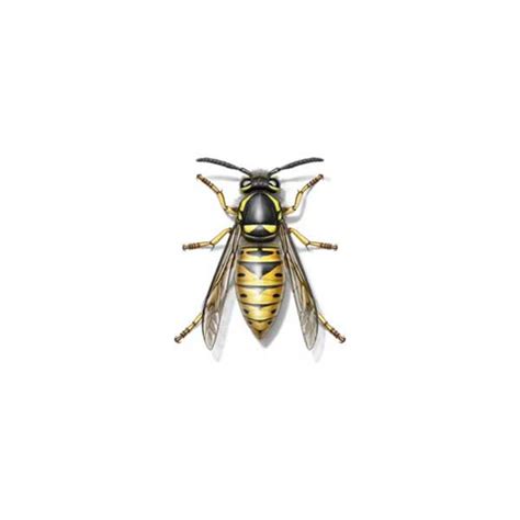 Pest control solutions from the experts at ehrlich providing professional exterminator and pest. Yellowjacket Identification, Habits & Behavior | Ehrlich ...