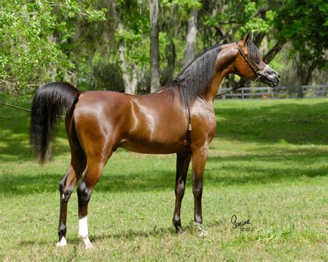 2012 Unanimous World Gold Champion Stallion Salon Du Cheval 2012 All