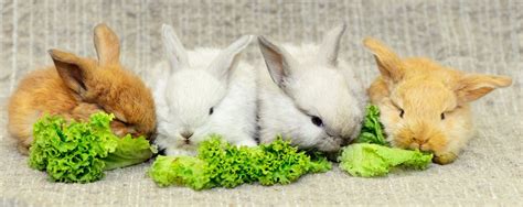 Everything You Ought To Know Before Keeping Dwarf Bunnies As Pets Pet