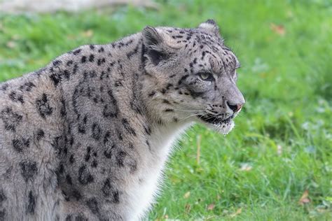 Free Close Up Of Snow Leopard Stock Photo