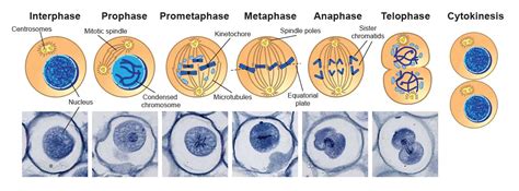 Phases Of Mitosis Slides