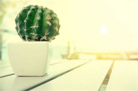 Cactus Wallpapers Pictures Images