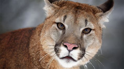 Closeup View Of Big Cat Cougar With Stare Look Hd Animals Wallpapers