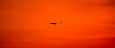 Download Wallpaper 2560x1080 Buzzard Bird Sky Flight Orange Bright