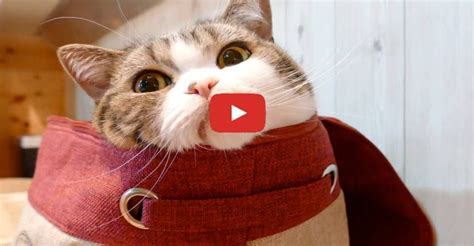 Maru Loves Getting Into All Sorts Of Things Cats Cat Care Cats And
