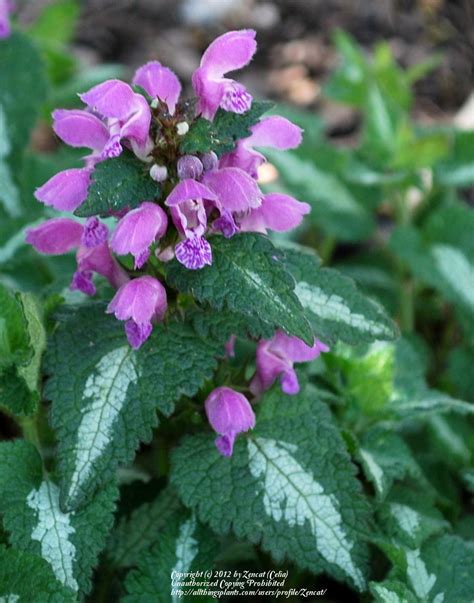It comes up strong in the spring and somewhat hibernates during the summer heat. Photo of the bloom of Spotted Dead Nettle (Lamium ...