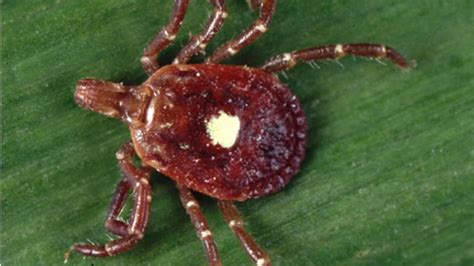 Ticks That Can Make You Allergic To Red Meat Are Spreading Detroit
