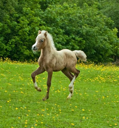 Welsh Pony Gallop To Discover