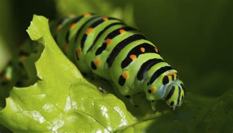 The monarch caterpillar (danaus plexippus) is quite easy to identify with its black, white, and yellow stripy appearance.monarch caterpillars gorge on milkweed which makes them poisonous to other birds and insects. How to Determine if a Caterpillar Is Male or Female ...