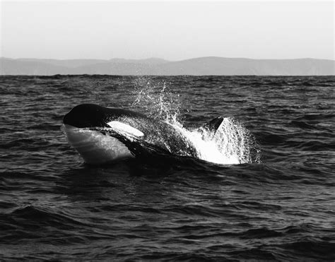 Blackwhiteorca Orca Seen While Out Hoping To Find Grey W Flickr