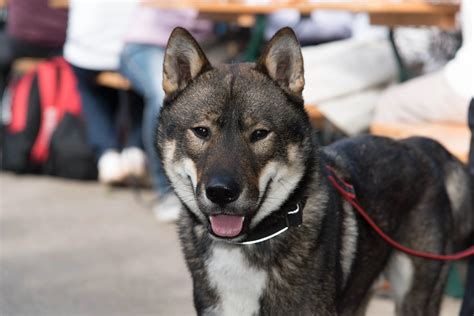 Shikoku Dog Breed Pictures Characteristics And Facts