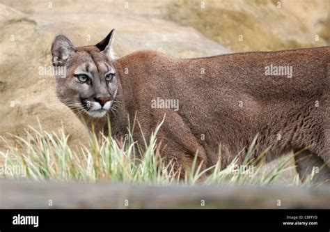 Female Puma Stock Photo Alamy