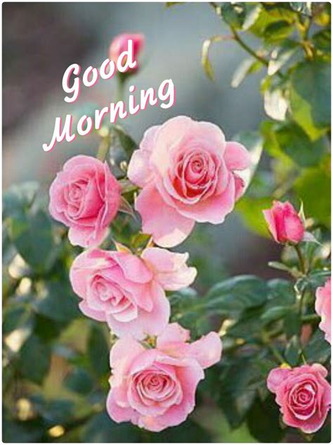 Very good morning with flower. Good Morning Images With Pink Rose Flowers - Cheap Frills ...