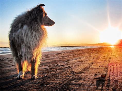 Animals Dog Beach Sunset Wallpapers Hd Desktop And Mobile Backgrounds