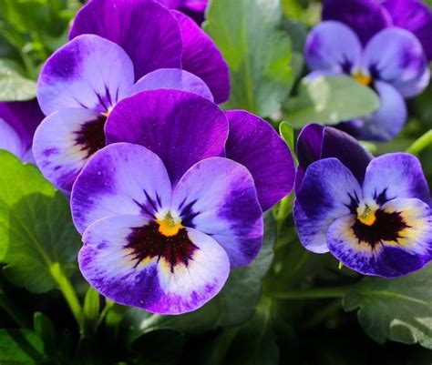 Growing Pansy Flowers A Full Planting Guide Agri Farming