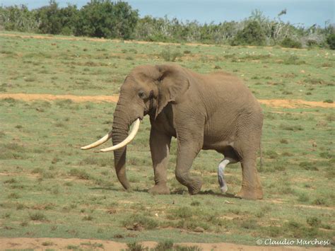 Five Legs Elephant Addo Np South Africa Claudio E Lucia Images