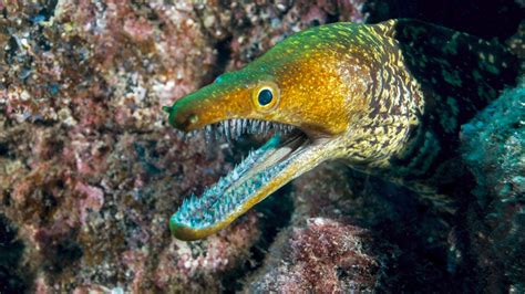 Moray Enchelycore Pardalis Commonly Called Leopard Moray Eel Or