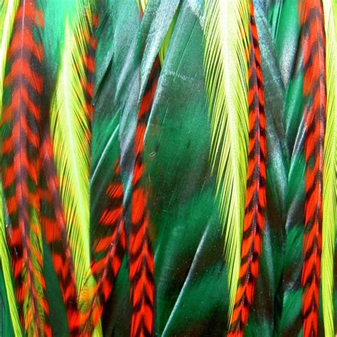 Tropical Bird Feathers Tropical Birds Feathered Bird Feathers