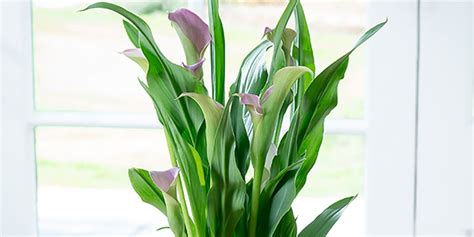 How To Care For An Indoor Calla Lily Plant