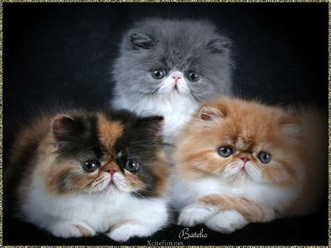 Take a few minutes to contemplate this breed in all its glory. Beautiful Persian Cats - XciteFun.net