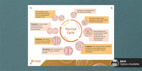 The Cell Cycle Display Poster Gcse Biology Beyond