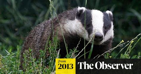 Rspca Comes Under Fire For Badger Cull Protests Badgers The Guardian