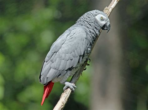 Fileafrican Grey Parrot Rwd2 Wikimedia Commons