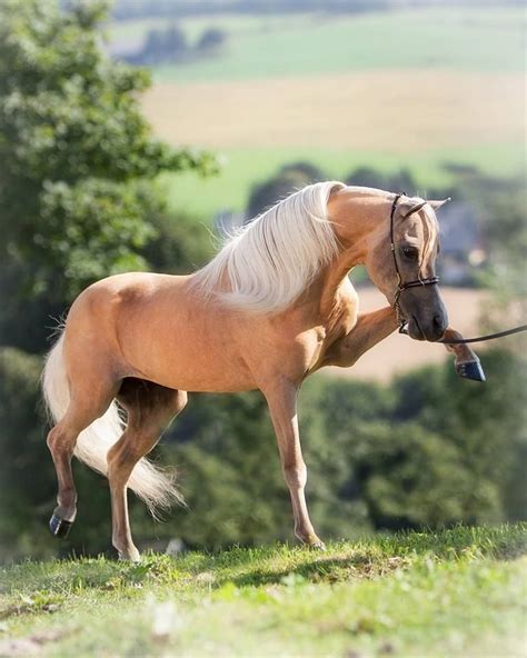 Palomino Miniature Horse