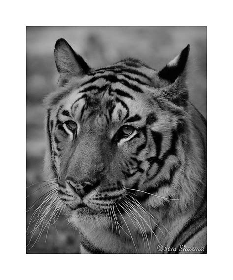 Tiger Portrait Portrait Of A Tiger In Black And White
