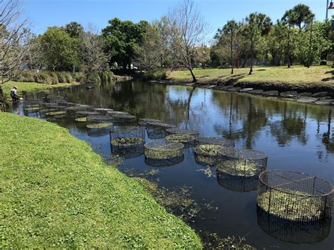 Moores Creek Submersed Aquatic Vegetation Restoration Atlantic