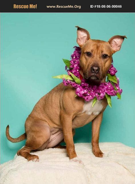 Provide food and vital supplies to shelter pets at. ADOPT 18080600046 ~ Pit Bull Rescue ~ Jackson, NJ