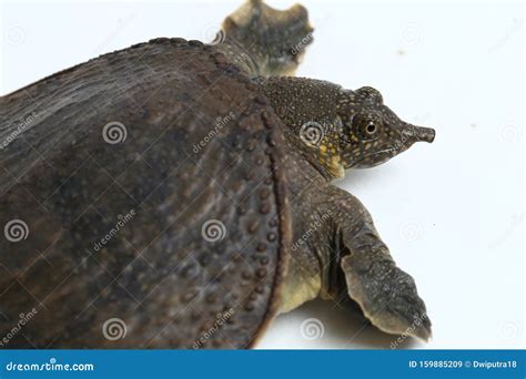 Common Softshell Turtle Or Asiatic Softshell Turtle Amyda Cartilaginea Stock Image Image Of