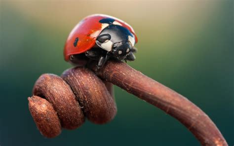 Wallpaper Insect Ladybugs Beetle Ladybird Fauna Close Up Macro
