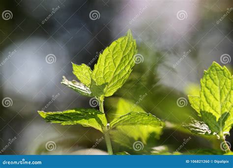 A Flowering Mint Plant Stock Photo Image Of Organic 106821260