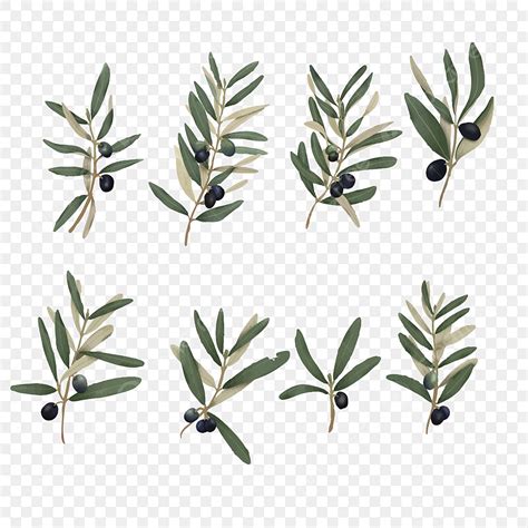 Olive Leaf Watercolor Vector Png Images Watercolor Olive Leaf Element