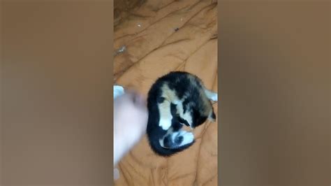 teasing a kitten youtube