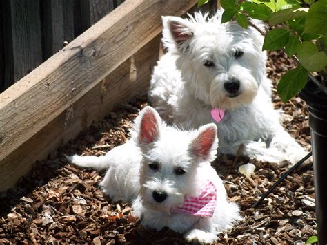 Two Small White Dogs Sitting Next To Each Other On Top Of Mulch Covered