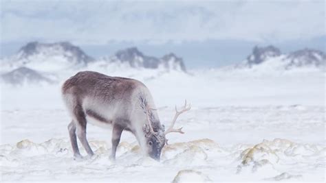 Wild Reindeer In Arctic Tundra Stock Footage Video 7354993 Shutterstock