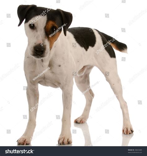 smooth coat tricolored jack russel terrier stock photo  shutterstock