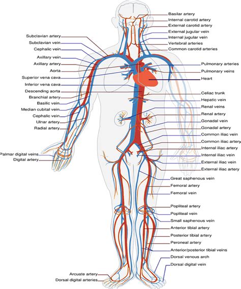 Structural Difference Between Arteries And Veins Things You Need To Know