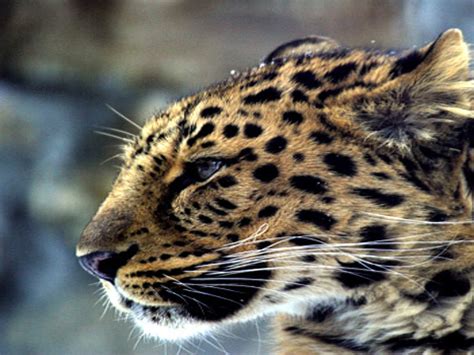 Amur Leoparden 50 Prozent Bestandszuwachs Wwf