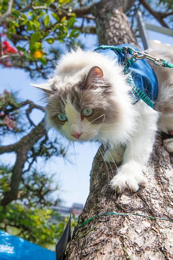 Cat Climbing Tree Stock Photo Download Image Now Animal Animal