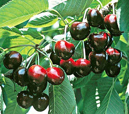Here we provide fruit trees for sale in many sizes and types. Cherry Compact Stella | White Flower Farm