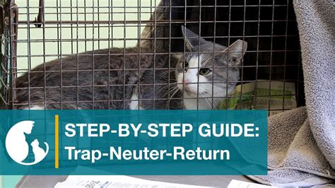 Step By Step Guide Trap Neuter Return Youtube