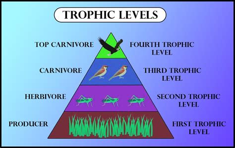 In An Ecosystem Second Trophic Level Occupied By