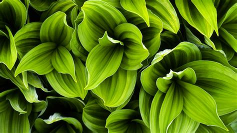 Free Download Beautiful Green Leaves Plant Hd Wallpapers Unique Hd