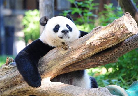 Chinas Giant Pandas Pulled From Endangered List But Warming